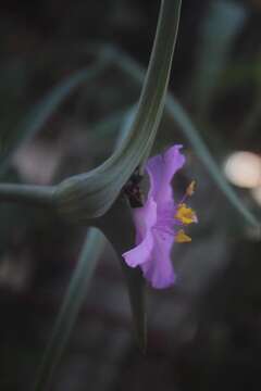 Tradescantia hirta D. R. Hunt的圖片