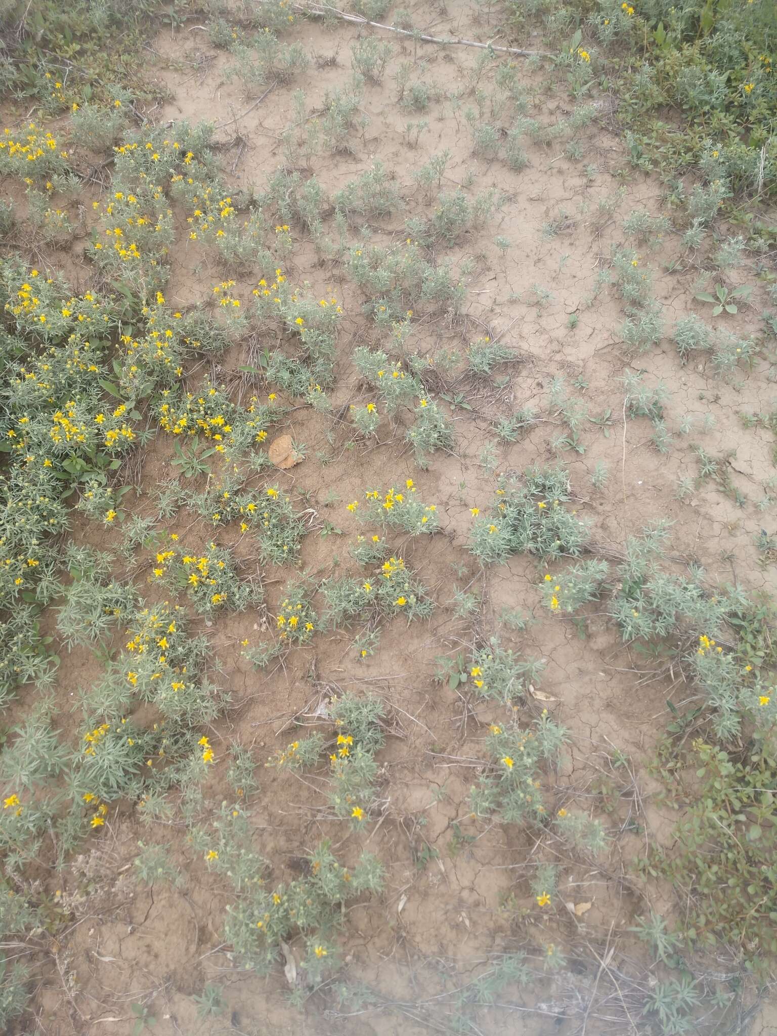 Plancia ëd Picradeniopsis oppositifolia (Nutt.) Rydb.