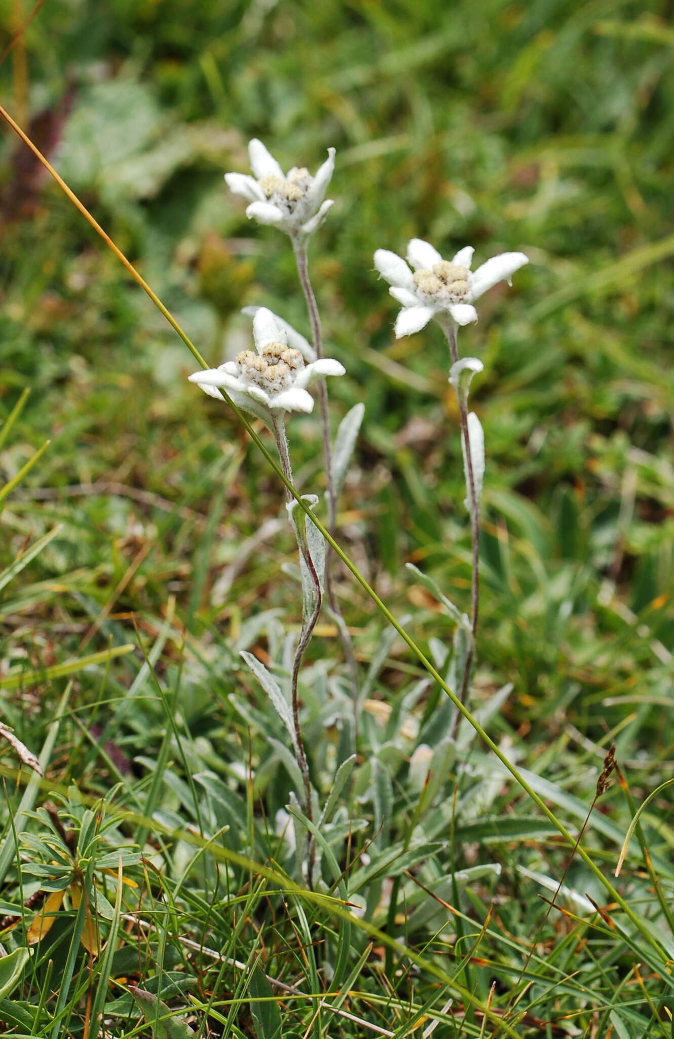 صورة Leontopodium nivale subsp. alpinum (Cass.) Greuter