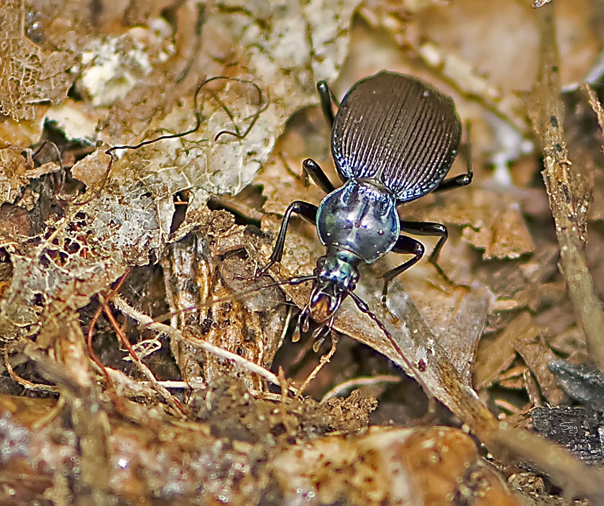 Imagem de Sphaeroderus canadensis Chaudoir 1861