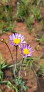 Image of Afroaster serrulatus (Harv.) J. C. Manning & Goldblatt