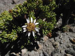 Image of Xenophyllum poposum (Phil.) V. A. Funk