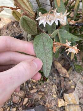 Image of Lasiopetalum monticola Paust