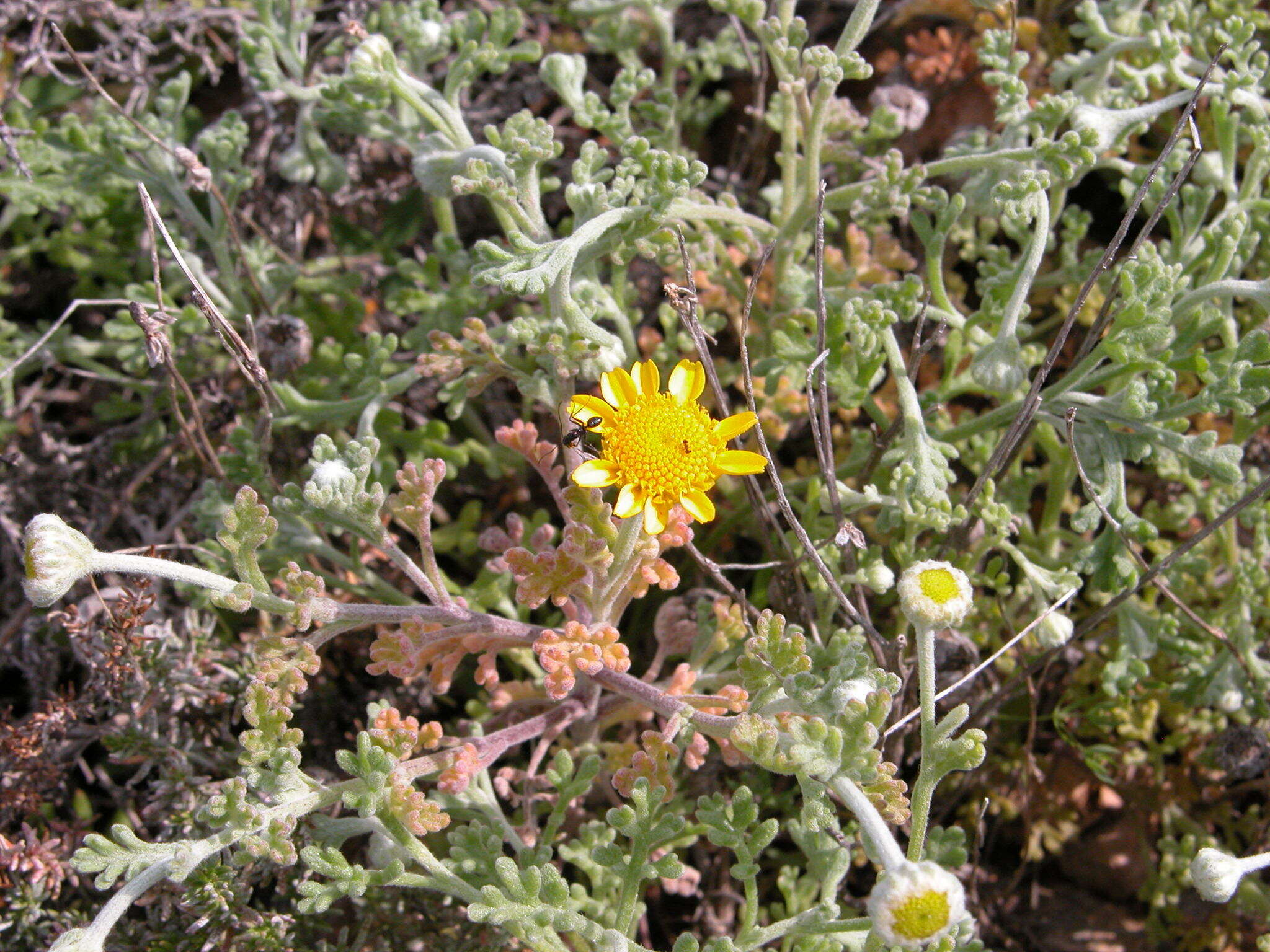 Imagem de Anthemis chrysantha Gay