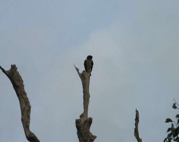 Image of Bornean Falconet