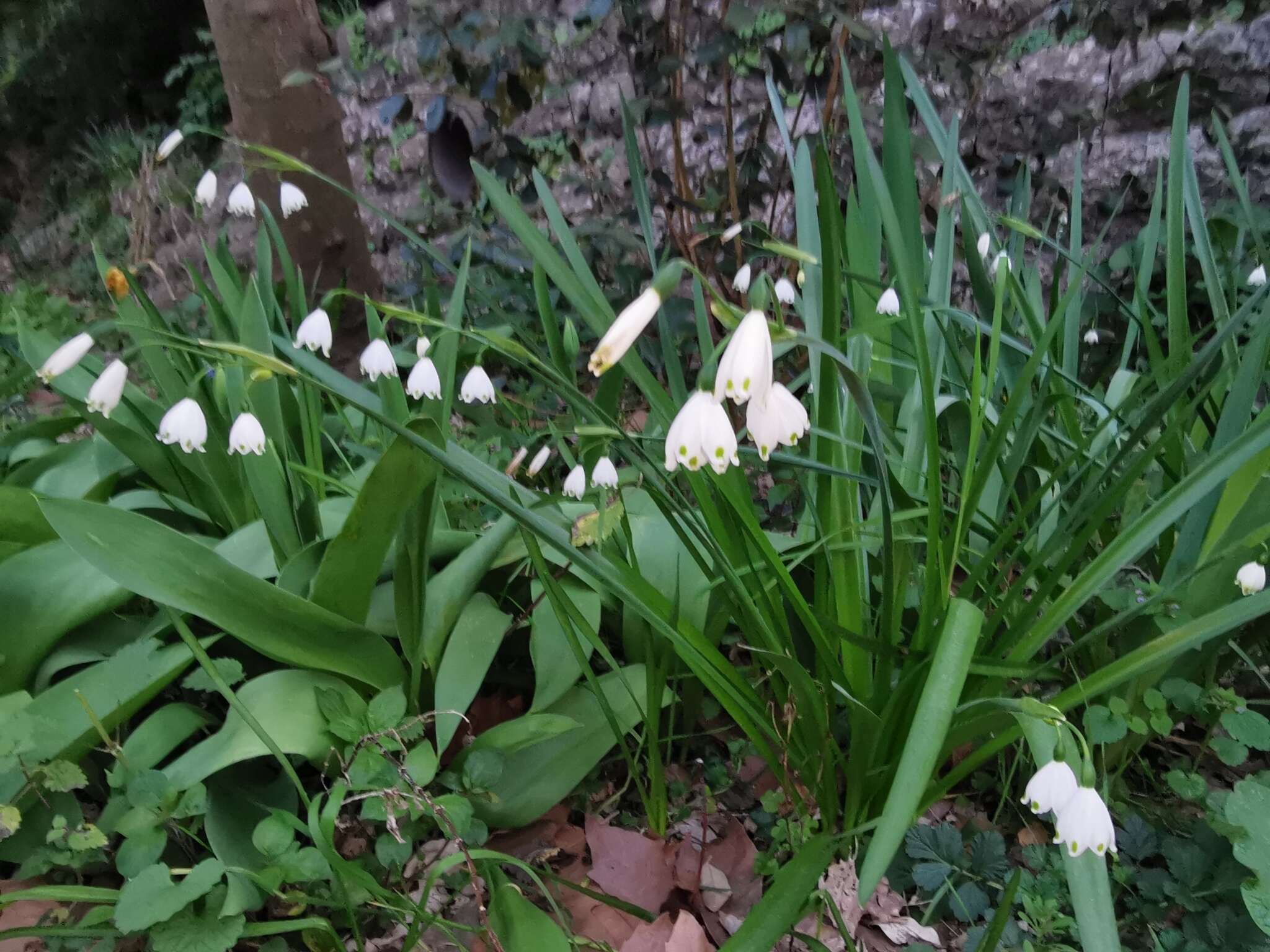 Image of Leucojum aestivum subsp. pulchellum (Salisb.) Malag. 1973