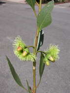 Image of Eucalyptus cernua Brooker & Hopper