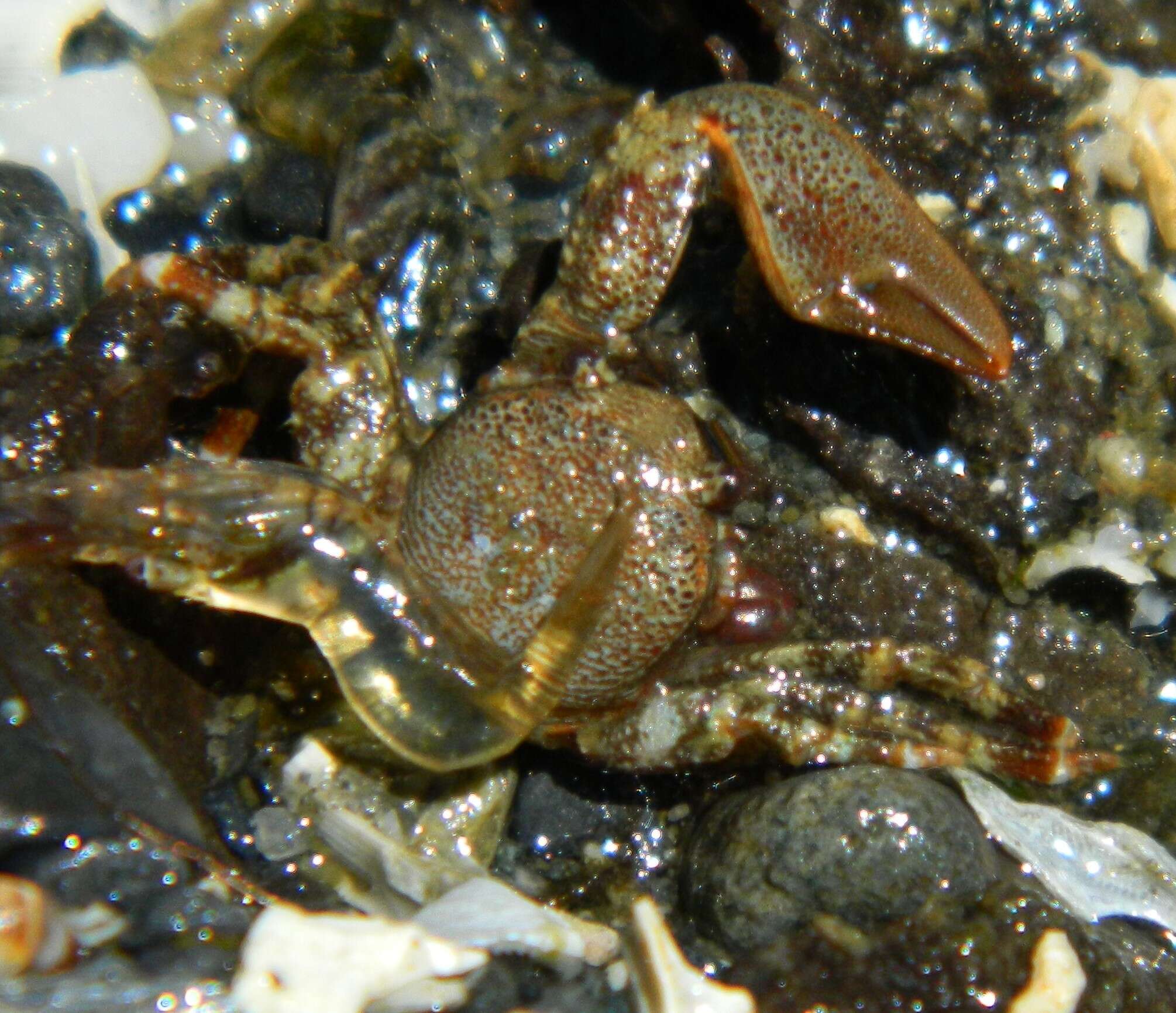 Image of flattop crab