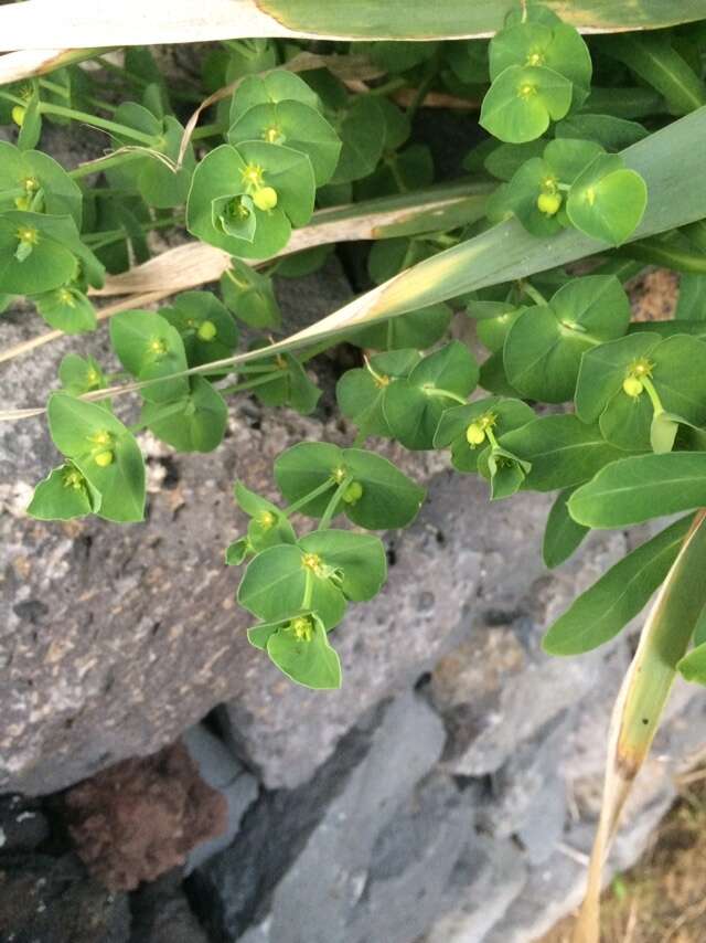 Слика од Euphorbia azorica Hochst.