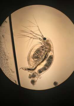 Image of Water Flea