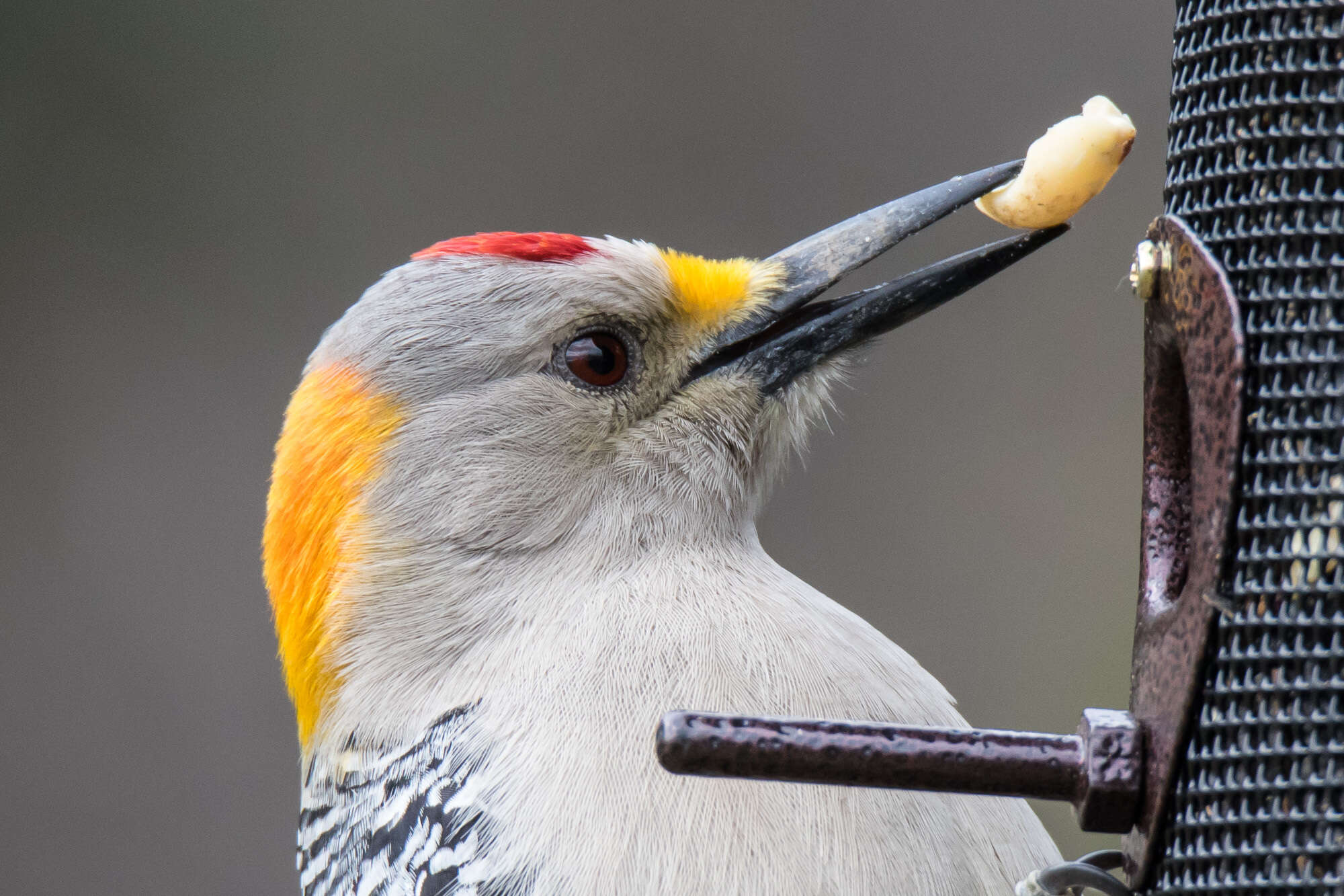 Image of Golden-fronted Woodpecker