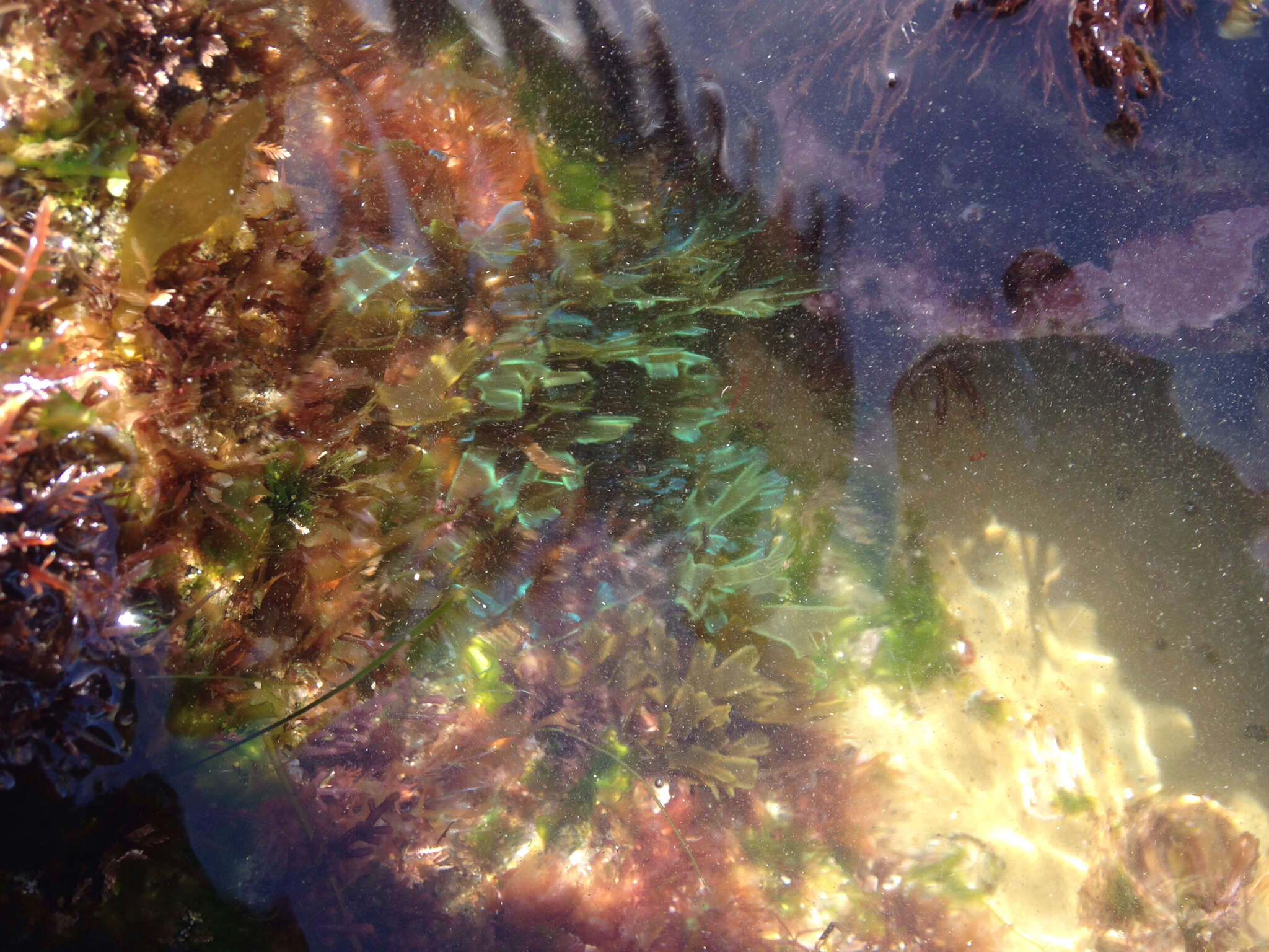 Image of Brown algae