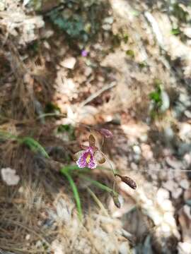 Image of Bletia greenwoodiana Sosa