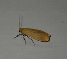 Image of orange footman