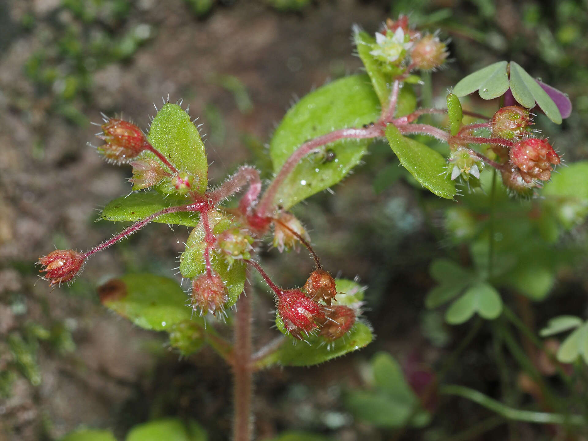 Image of Crassula strigosa L.