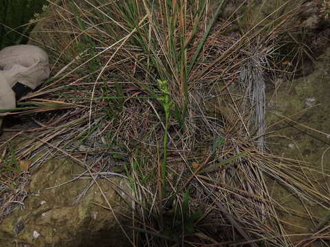 Habenaria pumila Poepp.的圖片