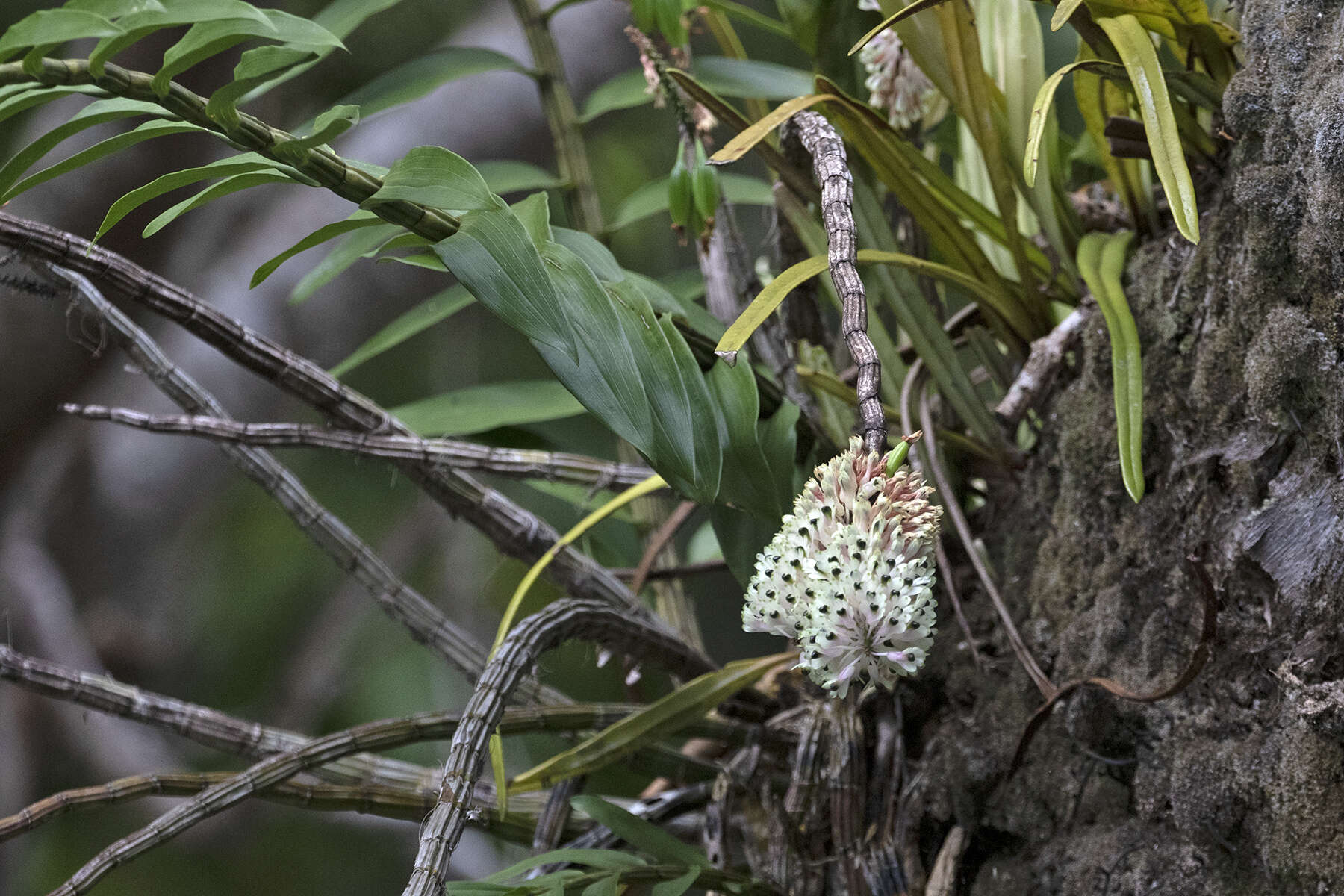 Image of Dendrobium smillieae F. Muell.