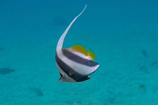 Image of Bannerfish