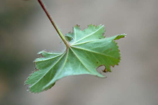 صورة Alchemilla breviloba H. Lindb.