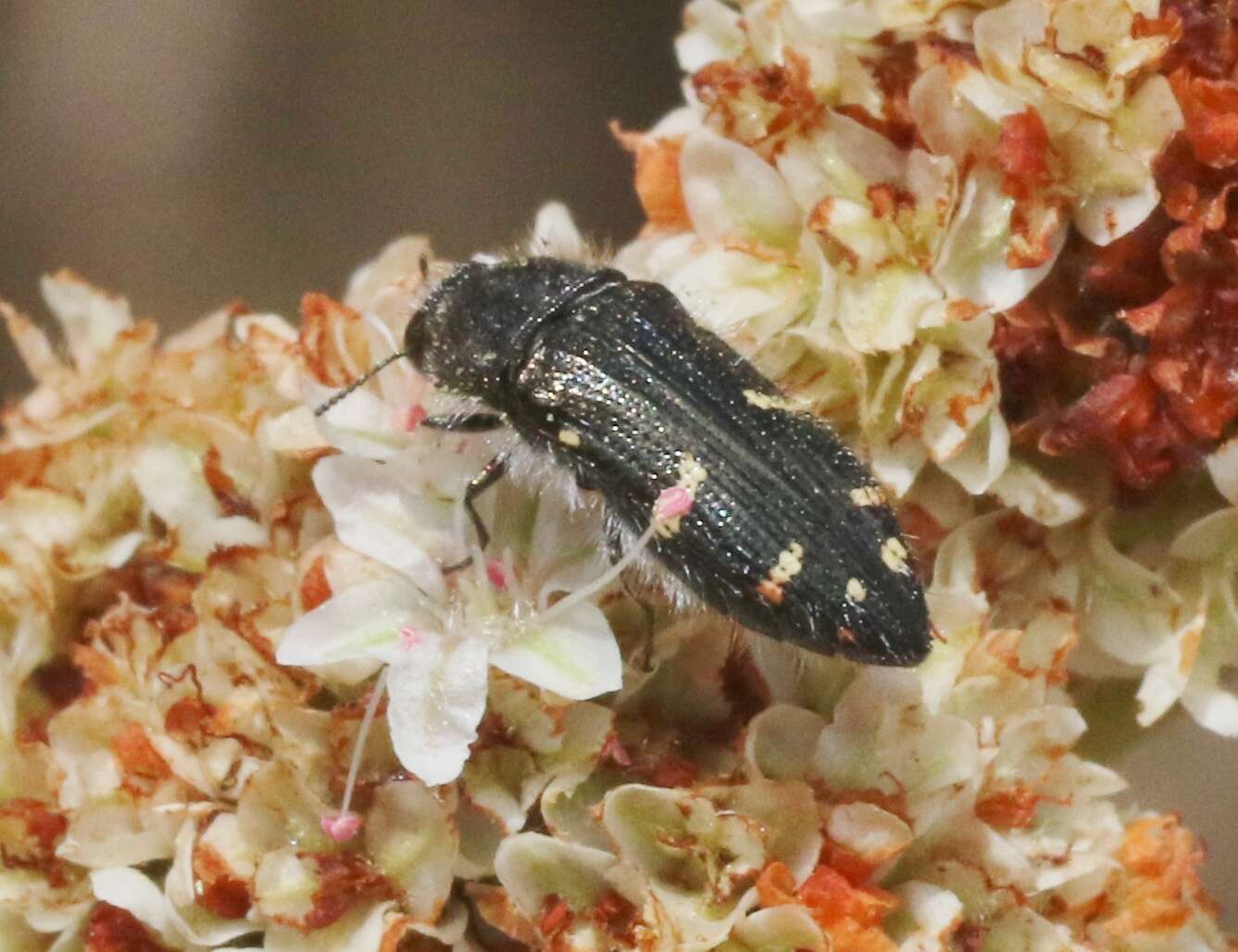 Image of Acmaeodera angelica Fall 1899