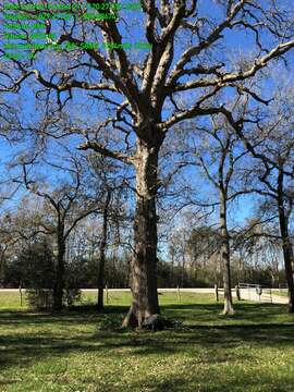 Image of bastard oak