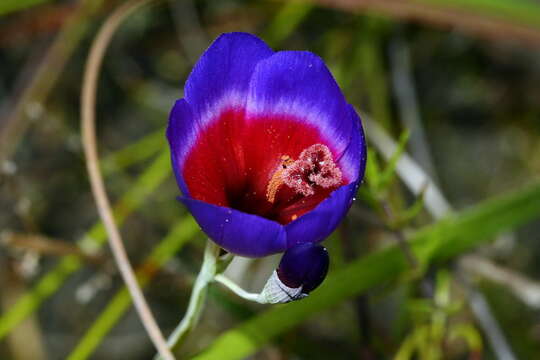 Image of Geissorhiza eurystigma L. Bolus