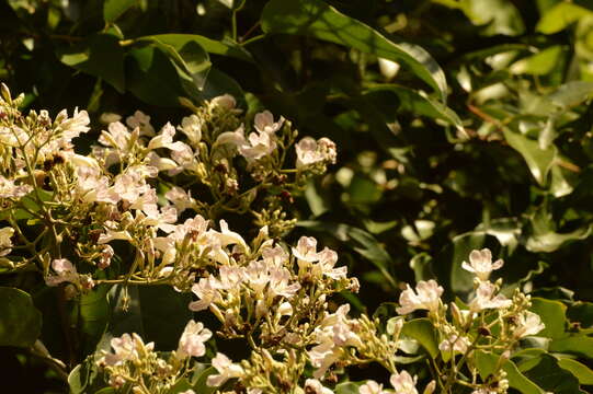 Image of Fridericia florida (DC.) L. G. Lohmann