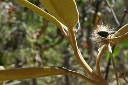 Image of Olearia alpicola (F. Müll.) F. Müll.