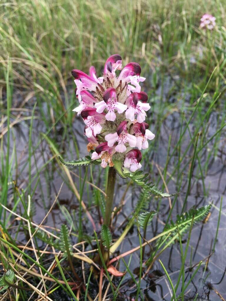 Image of Sudetic Lousewort