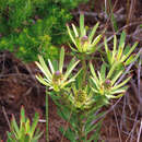 Image of Leucadendron spissifolium subsp. phillipsii (Hutch.) I. Williams