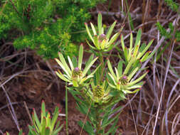 Image of Leucadendron spissifolium subsp. phillipsii (Hutch.) I. Williams