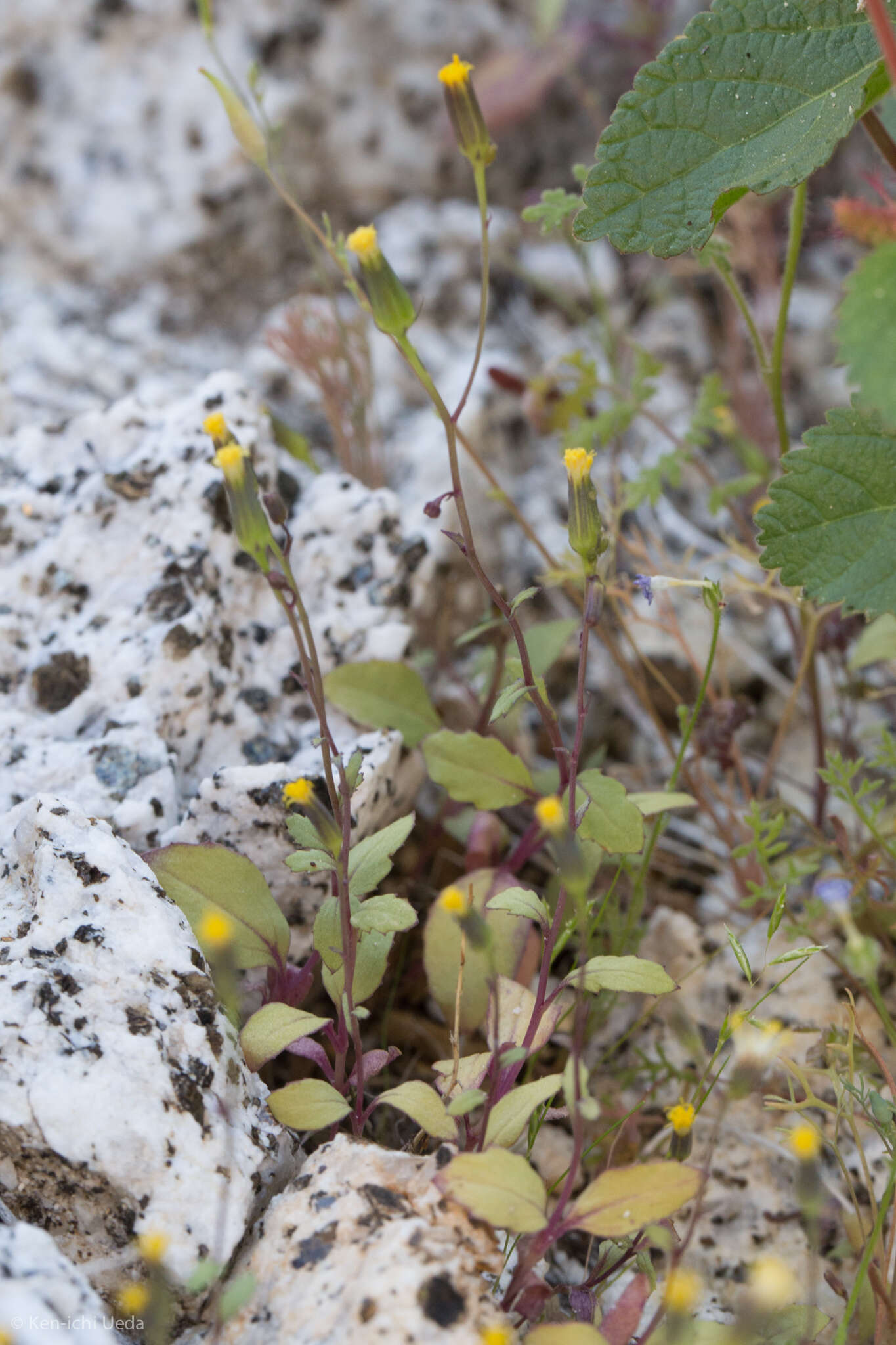 Image of Mojave ragwort