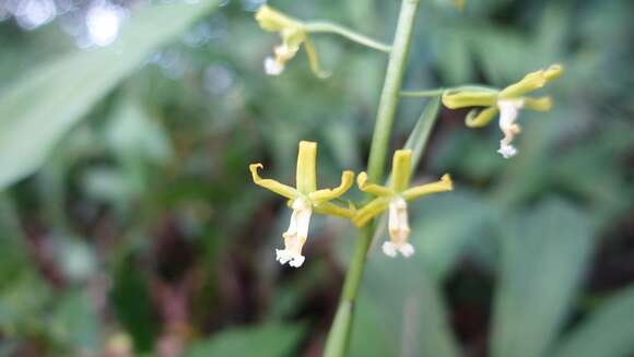 Plancia ëd Cephalantheropsis obcordata (Lindl.) Ormerod