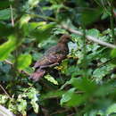 Image of Christmas Emerald Dove