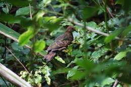 Image of Christmas Emerald Dove