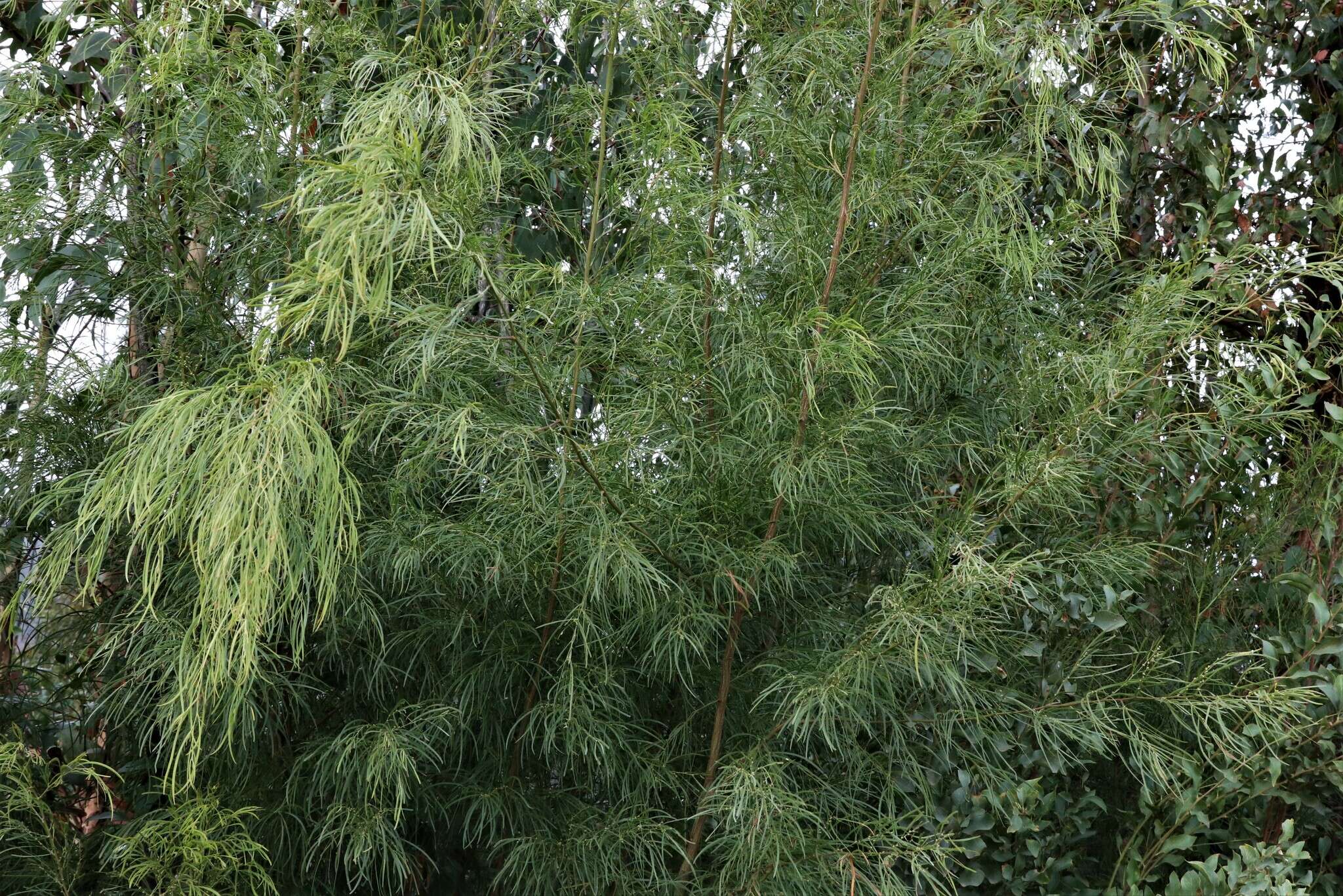 Image of bower wattle