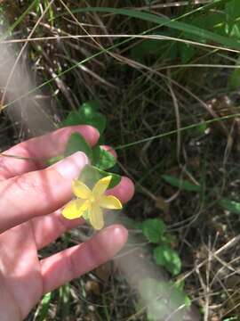 Imagem de Hypericum aethiopicum Thunb.