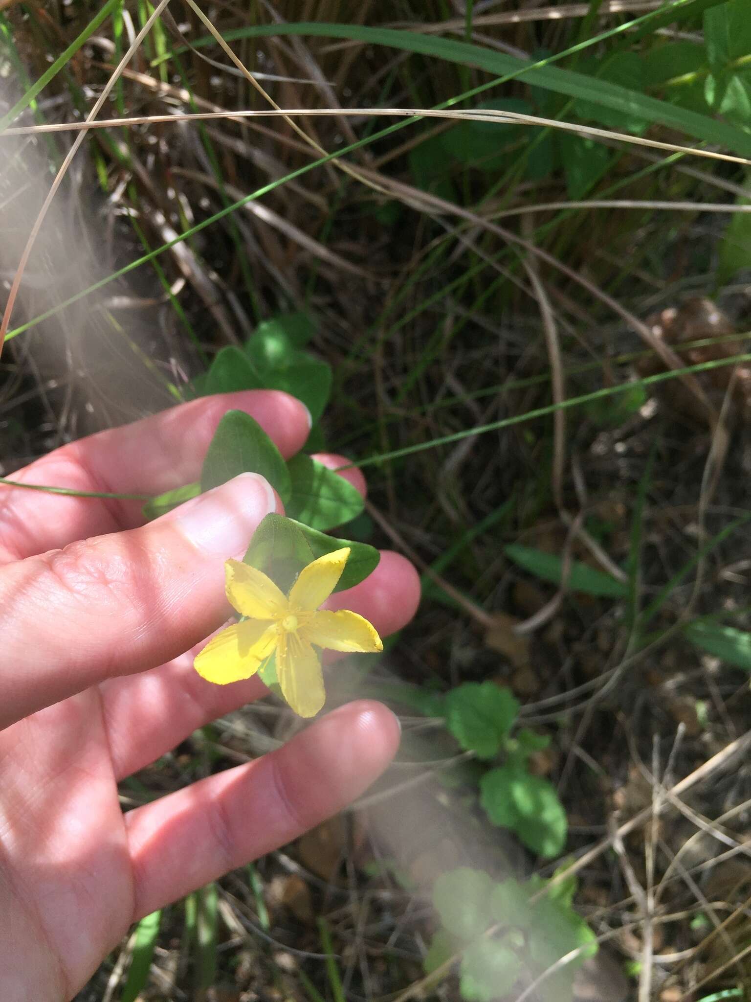 Imagem de Hypericum aethiopicum Thunb.