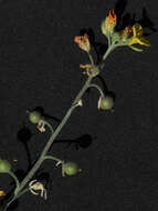 Image of Moapa bladderpod