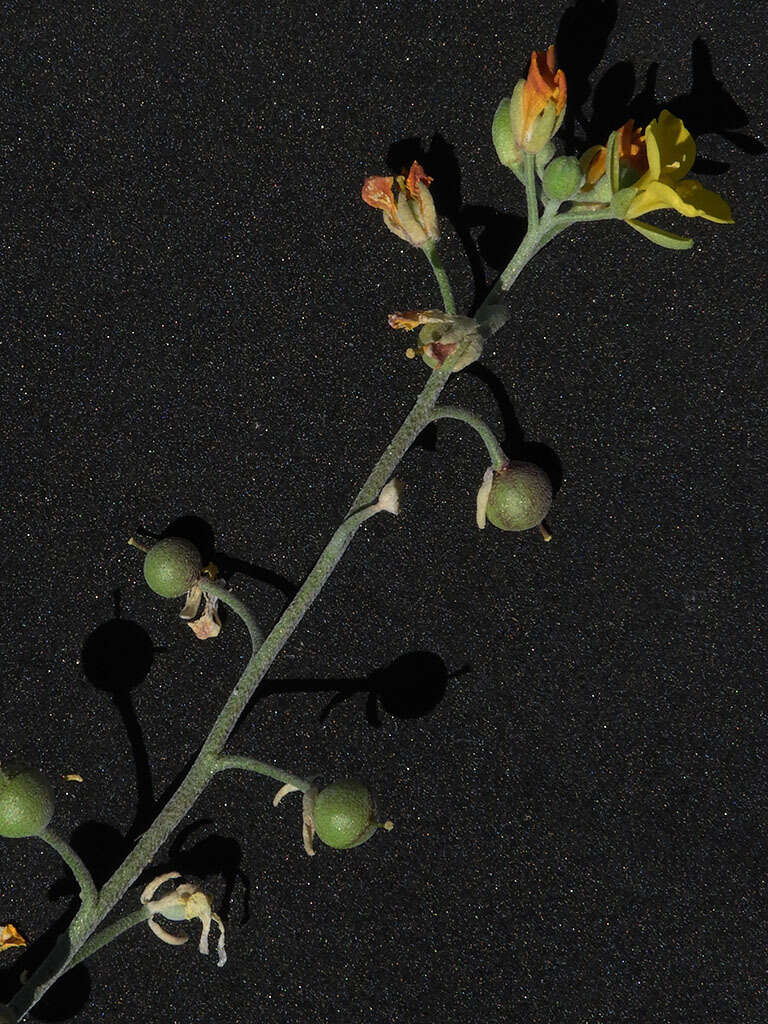 Image of Moapa bladderpod