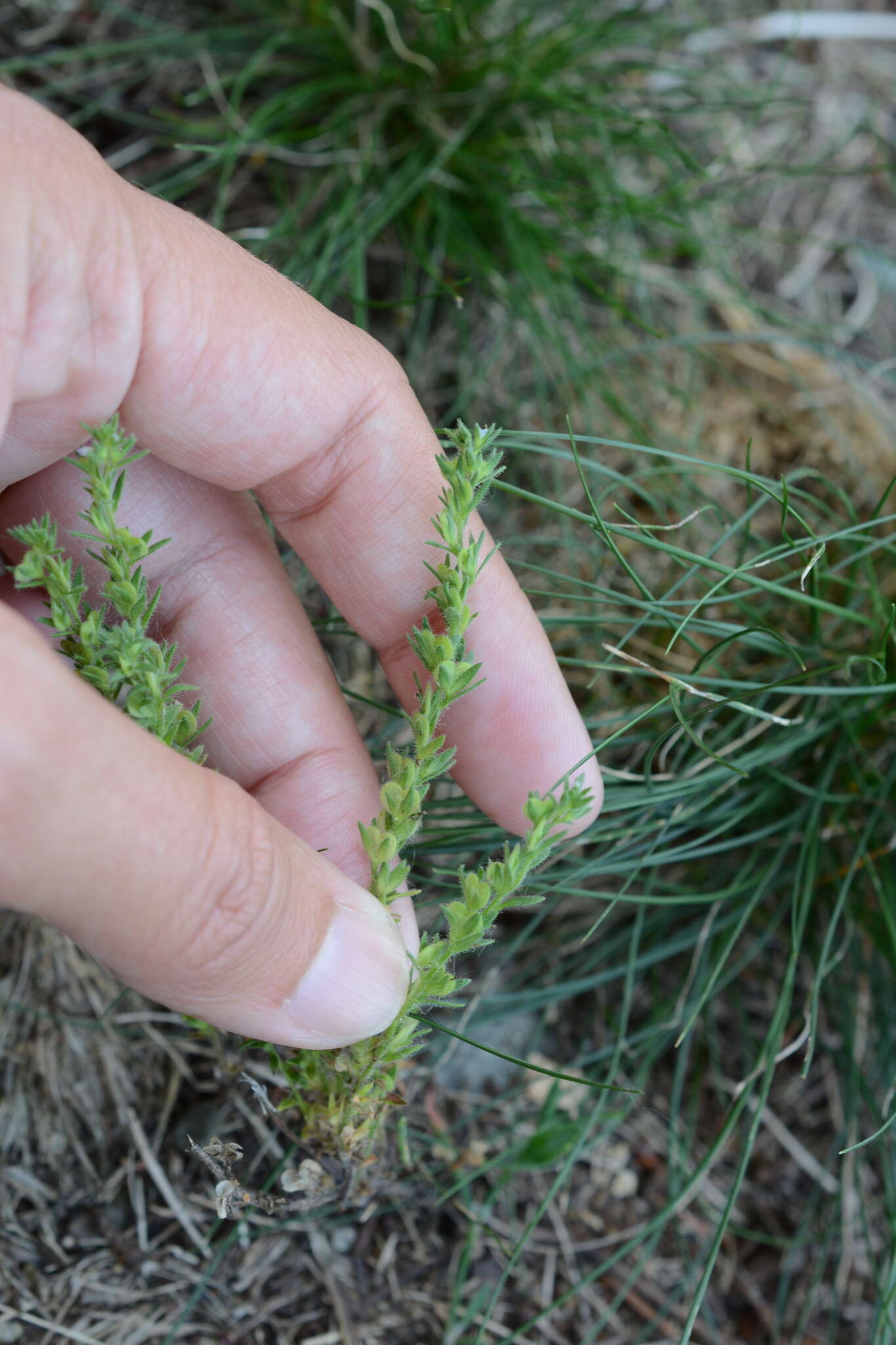 Image of spring speedwell