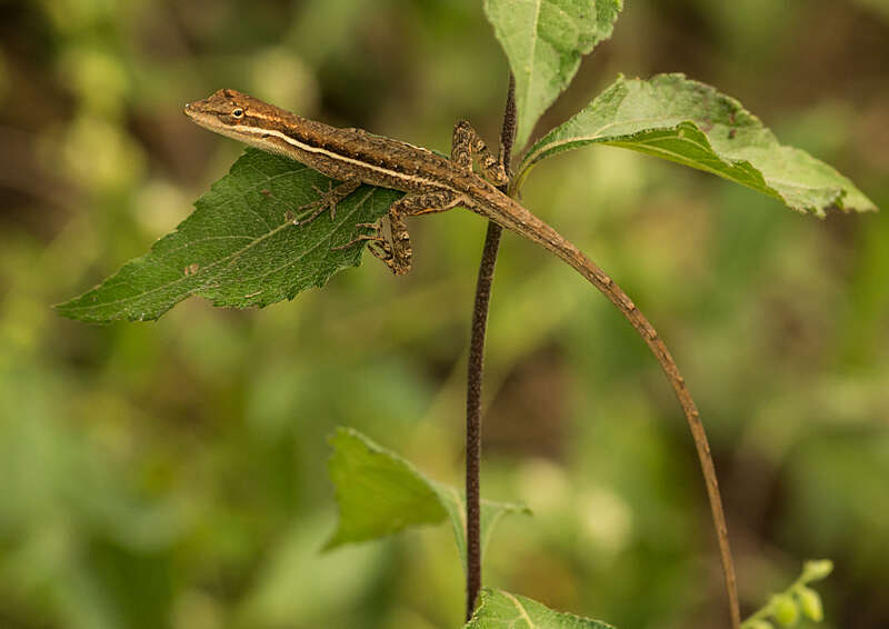 Image of Grass Anole