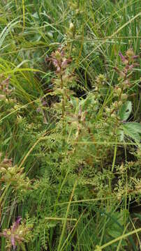 Image of Pedicularis palustris subsp. karoi (Freyn) Tsoong