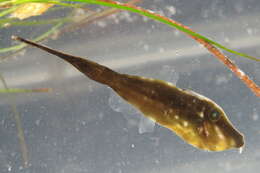 Image of Orange Filefish