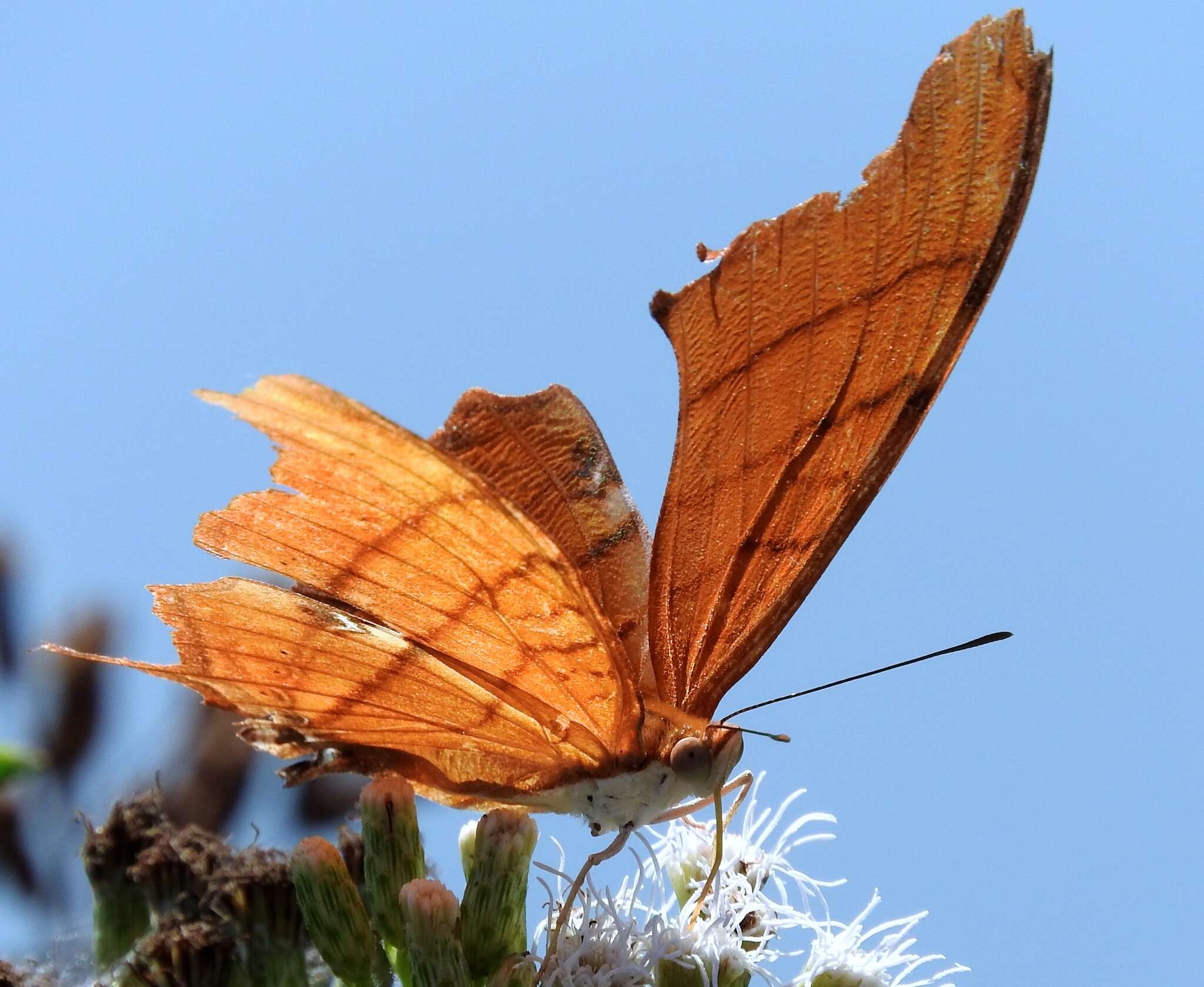 Image of Ruddy Daggerwing