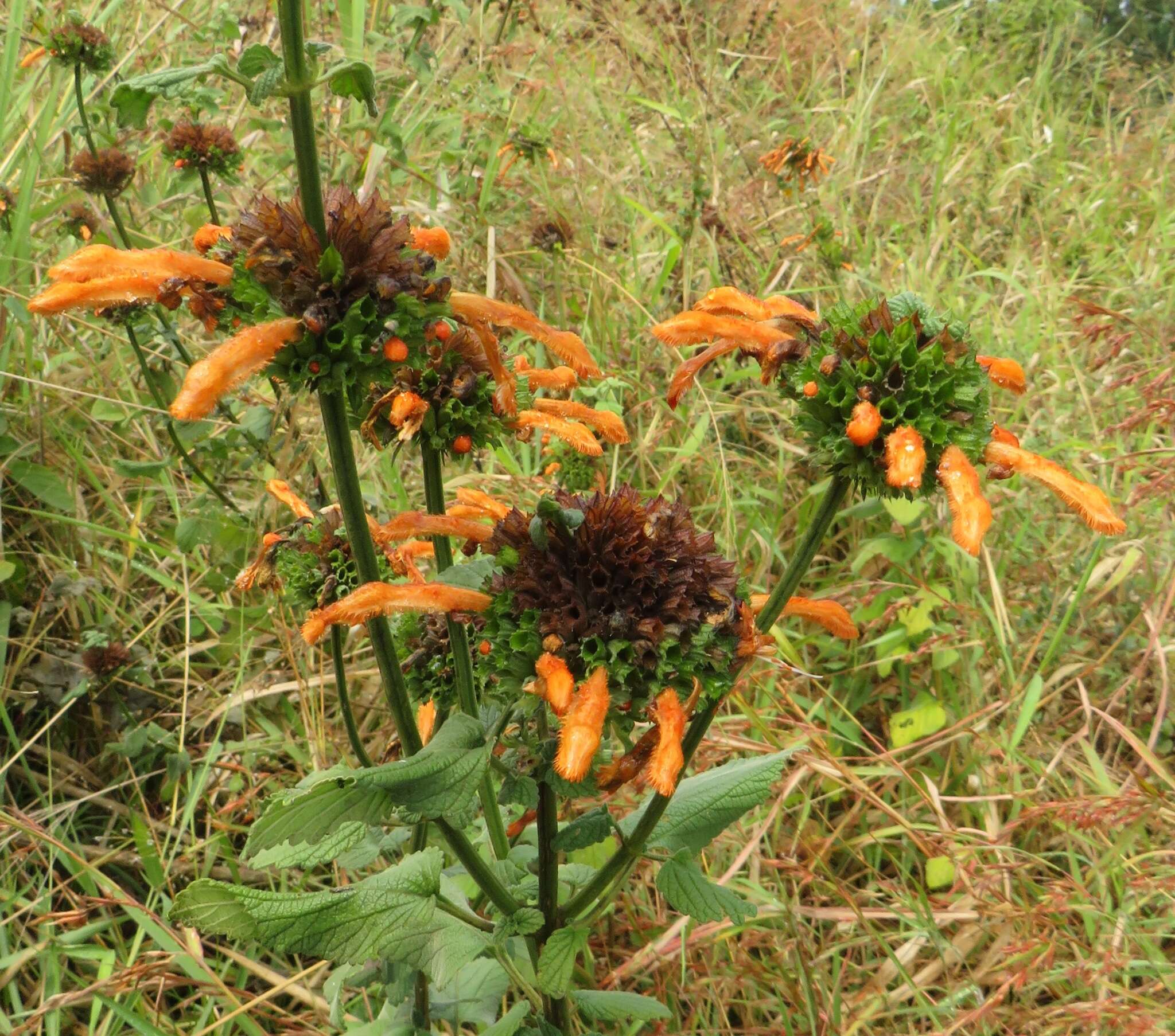 Image of Leonotis ocymifolia var. raineriana (Vis.) Iwarsson