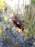 Image de Protea witzenbergiana Phillips