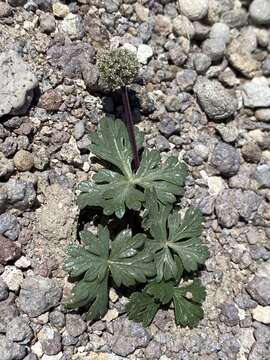 Image of Ripley's springparsley