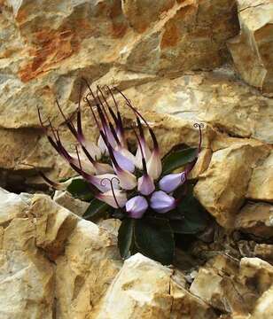 Image of Tufted horned rampion