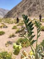 Image of Astragalus pehuenches Niederl.